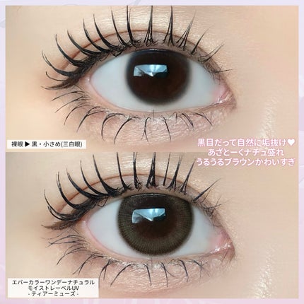 エバーカラーワンデーナチュラル モイストレーベルUV ティアーミューズ/エバーカラー/ワンデー(1DAY)カラコンの画像