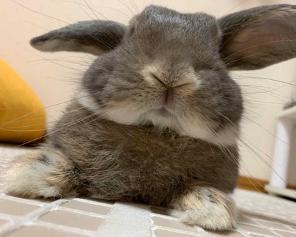 sacha🐰 on LIPS 「💅12月はうちの子クリスマスネイル♡💅※毎月ながら記録用です。..」(4枚目)