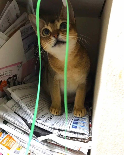 マットシフォン UVホワイトニングベースN/KiSS/化粧下地を使ったクチコミ(3枚目)