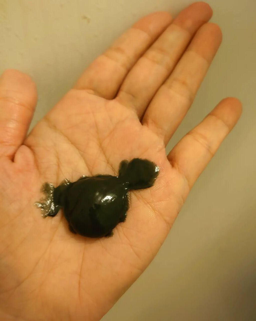 エブリ カラートリートメント グレージュ/アンナドンナ/ヘアカラーを使ったクチコミ（2枚目）