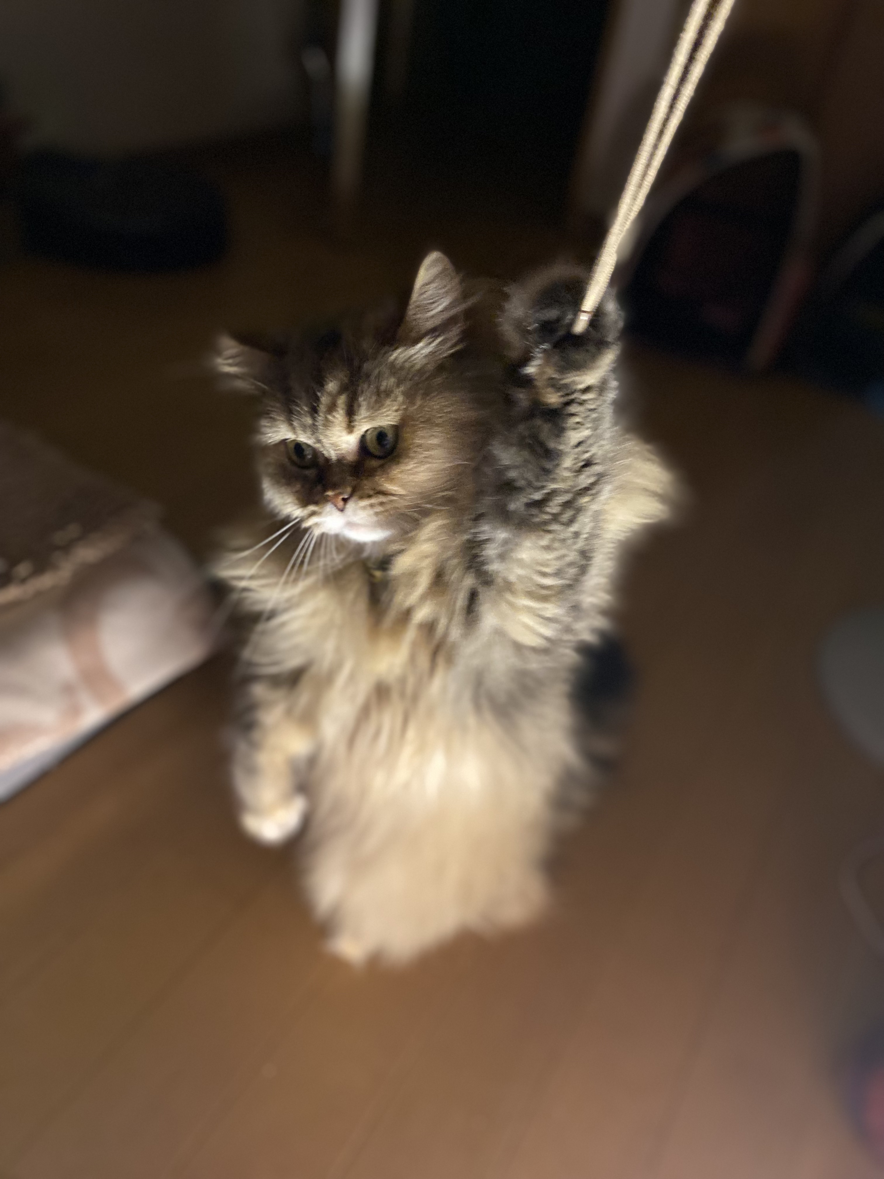 レブロン キス シュガー スクラブ 121 ミルキー＜限定品＞/REVLON/リップスクラブを使ったクチコミ（2枚目）