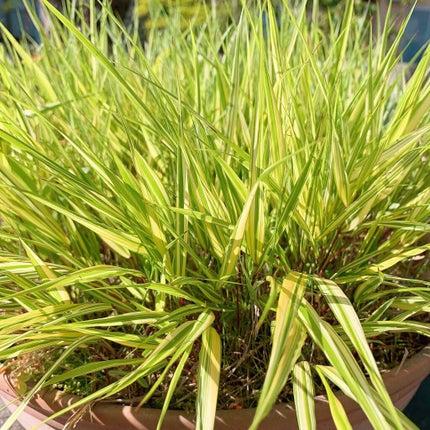 momo.cosme on LIPS 「私好みの、この色にして頂きましたー♥️✨めちゃくちゃ嬉しい..」(4枚目)