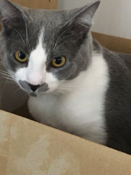 マルちゃん やきそば弁当/マルちゃん/食品を使ったクチコミ(2枚目)