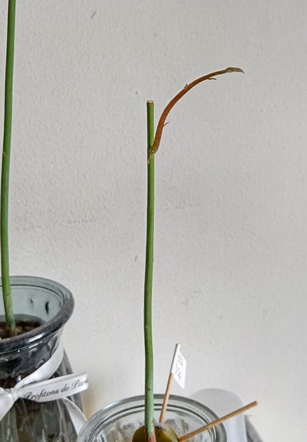 ガラス花瓶/DAISO/その他を使ったクチコミ(1枚目)