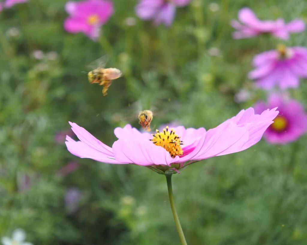 エピック ミニ ダッシュ/THREE/リキッドチークを使ったクチコミ(7枚目)