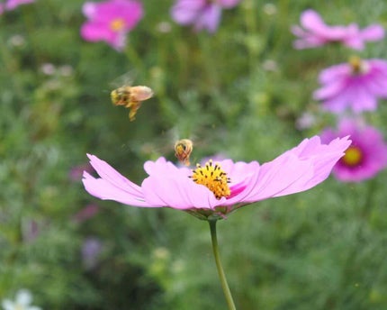 エピック ミニ ダッシュ/THREE/リキッドチークを使ったクチコミ(7枚目)