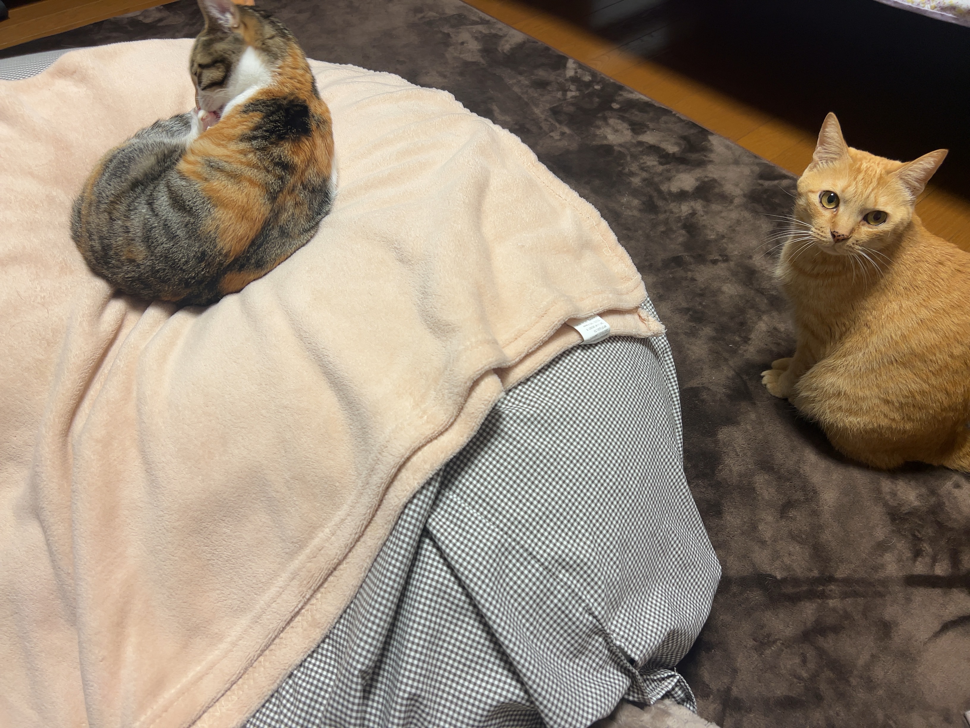 発酵導入化粧液/無印良品/化粧水を使ったクチコミ（3枚目）