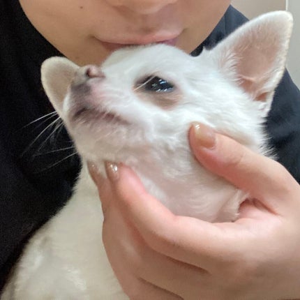 しに子ちゃん on LIPS 「前髪切っちゃい♪ここしばらく伸ばしてたんだけど途中で一回挫折し..」(6枚目)