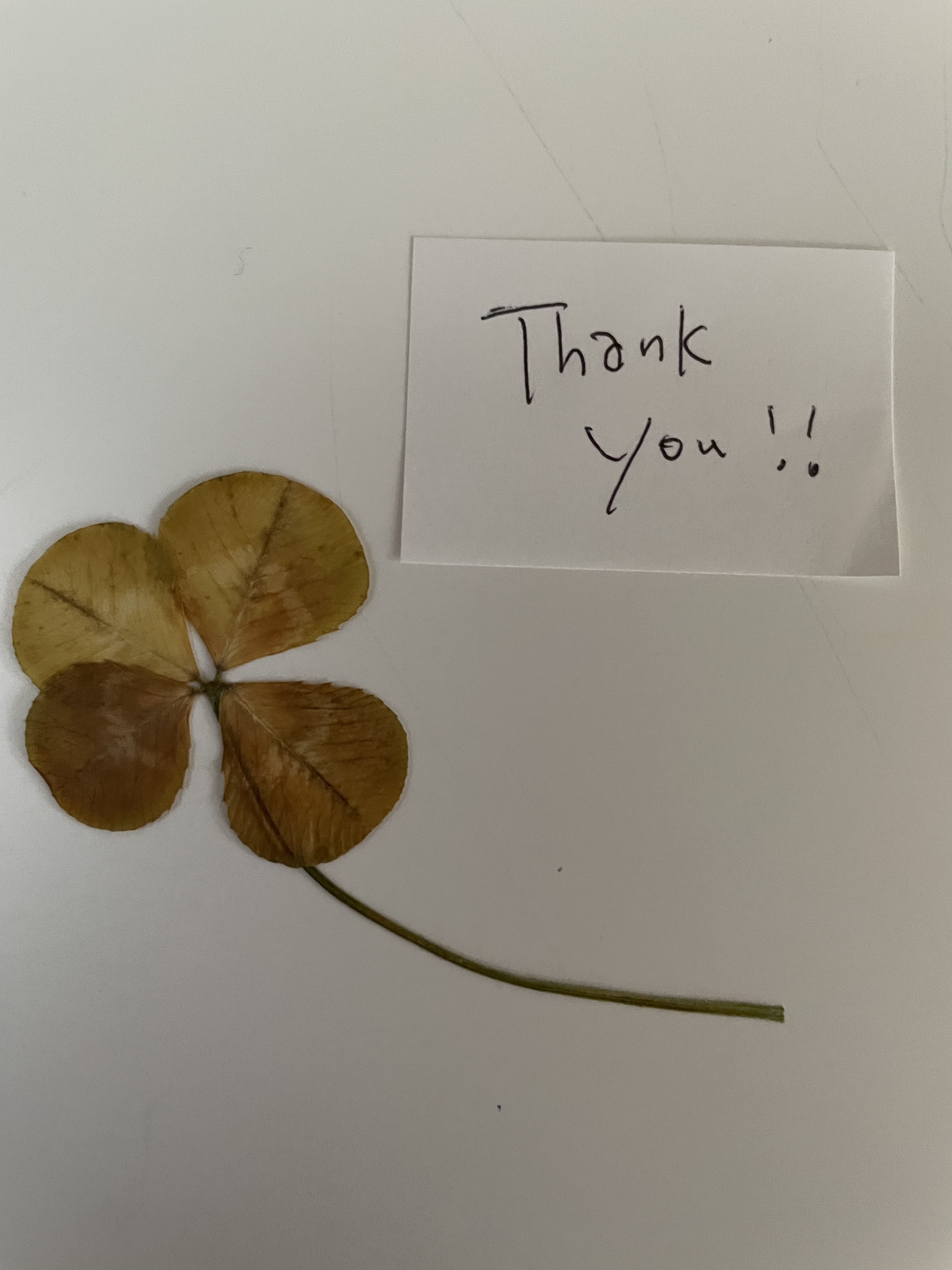 スーパーバウンシーヘアオイル/THE PUBLIC ORGANIC/ヘアオイルを使ったクチコミ（2枚目）