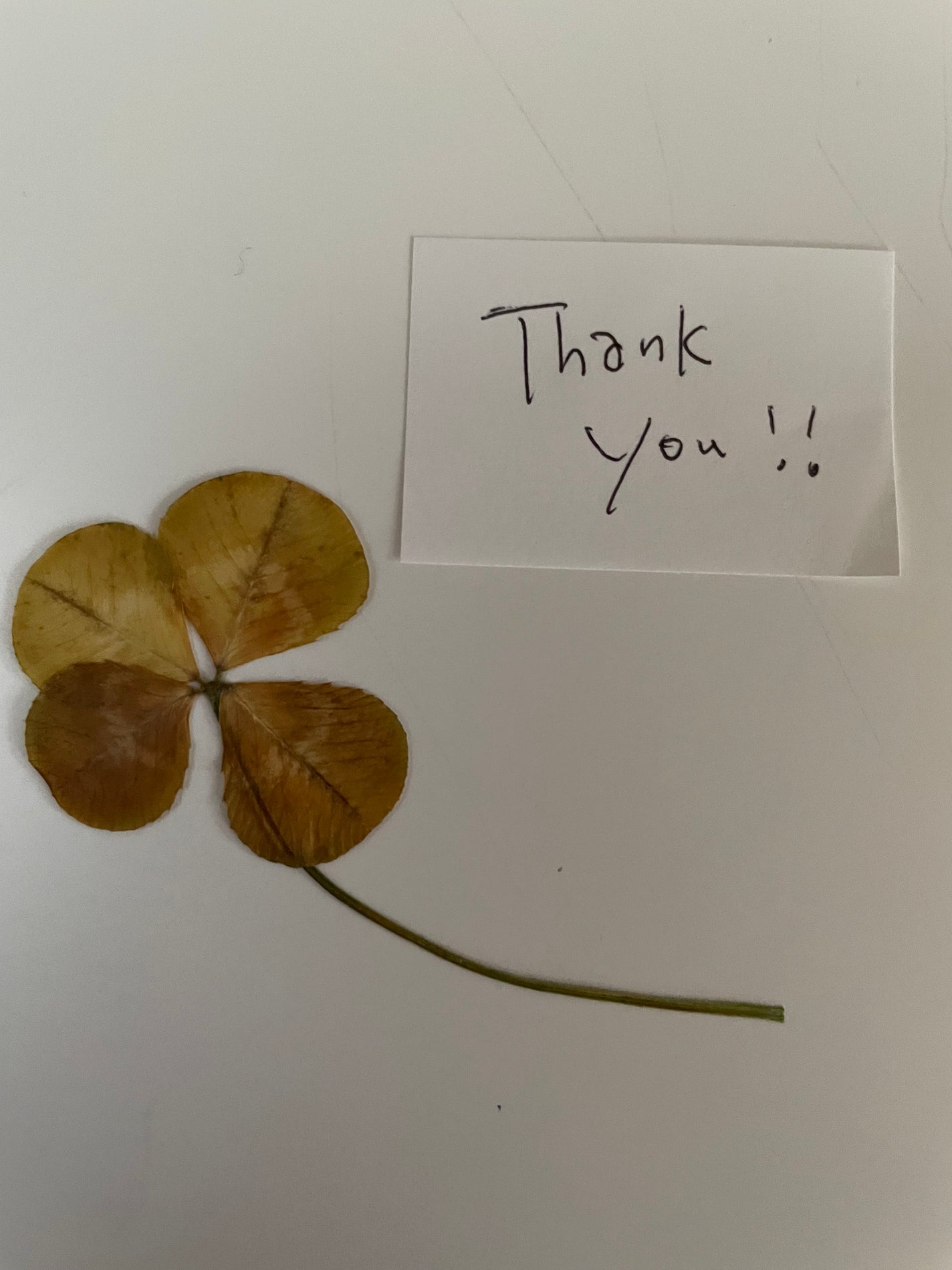 スーパーバウンシーヘアオイル/THE PUBLIC ORGANIC/ヘアオイルを使ったクチコミ(2枚目)