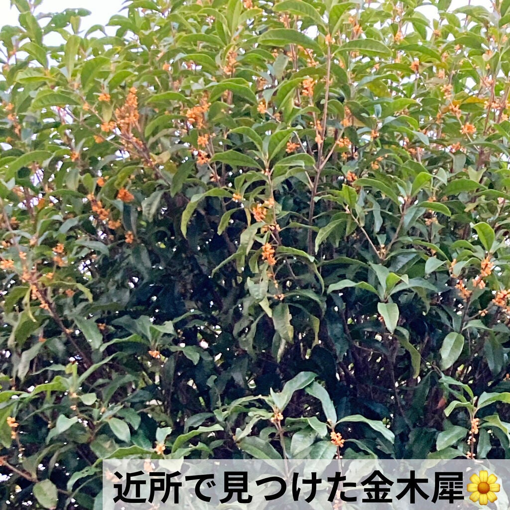 ビオレuザ ボディ 泡タイプ ボディウォッシュ 金木犀の香り/ビオレu/ボディソープを使ったクチコミ(6枚目)