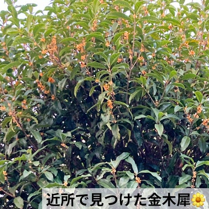 ビオレuザ ボディ 泡タイプ ボディウォッシュ 金木犀の香り/ビオレu/ボディソープを使ったクチコミ(6枚目)