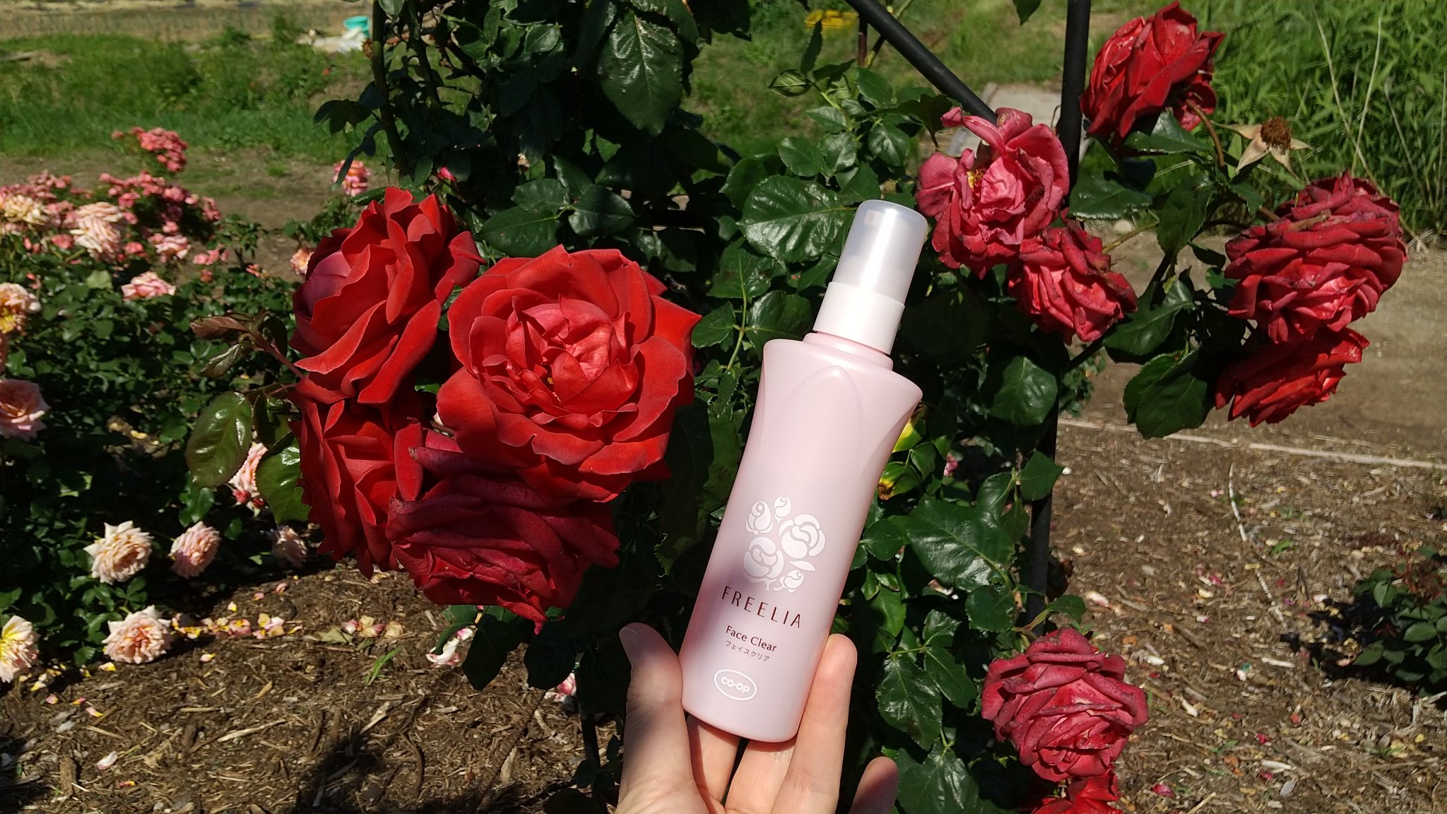 フリーリア フェイスクリアE /コープ/化粧水を使ったクチコミ（1枚目）