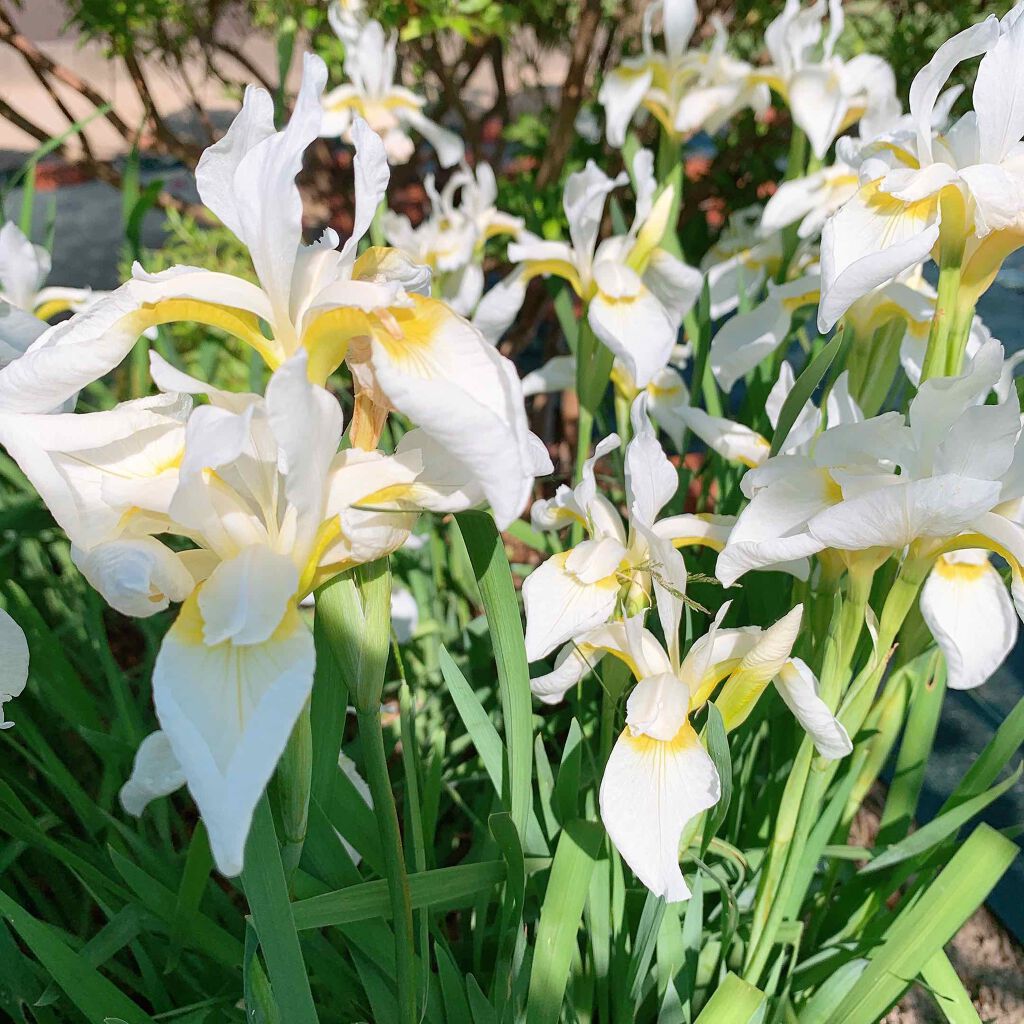 momo.cosme on LIPS 「私好みの、この色にして頂きましたー♥️✨めちゃくちゃ嬉しい..」(3枚目)