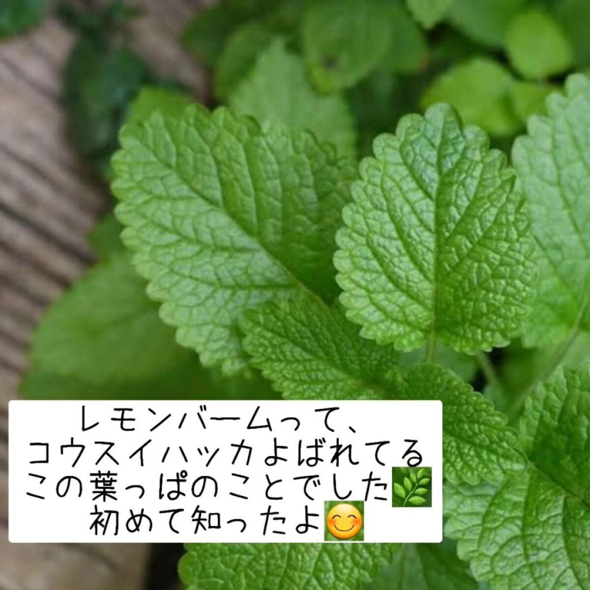 ヨウティー/TEA:Treat/ドリンクを使ったクチコミ(4枚目)