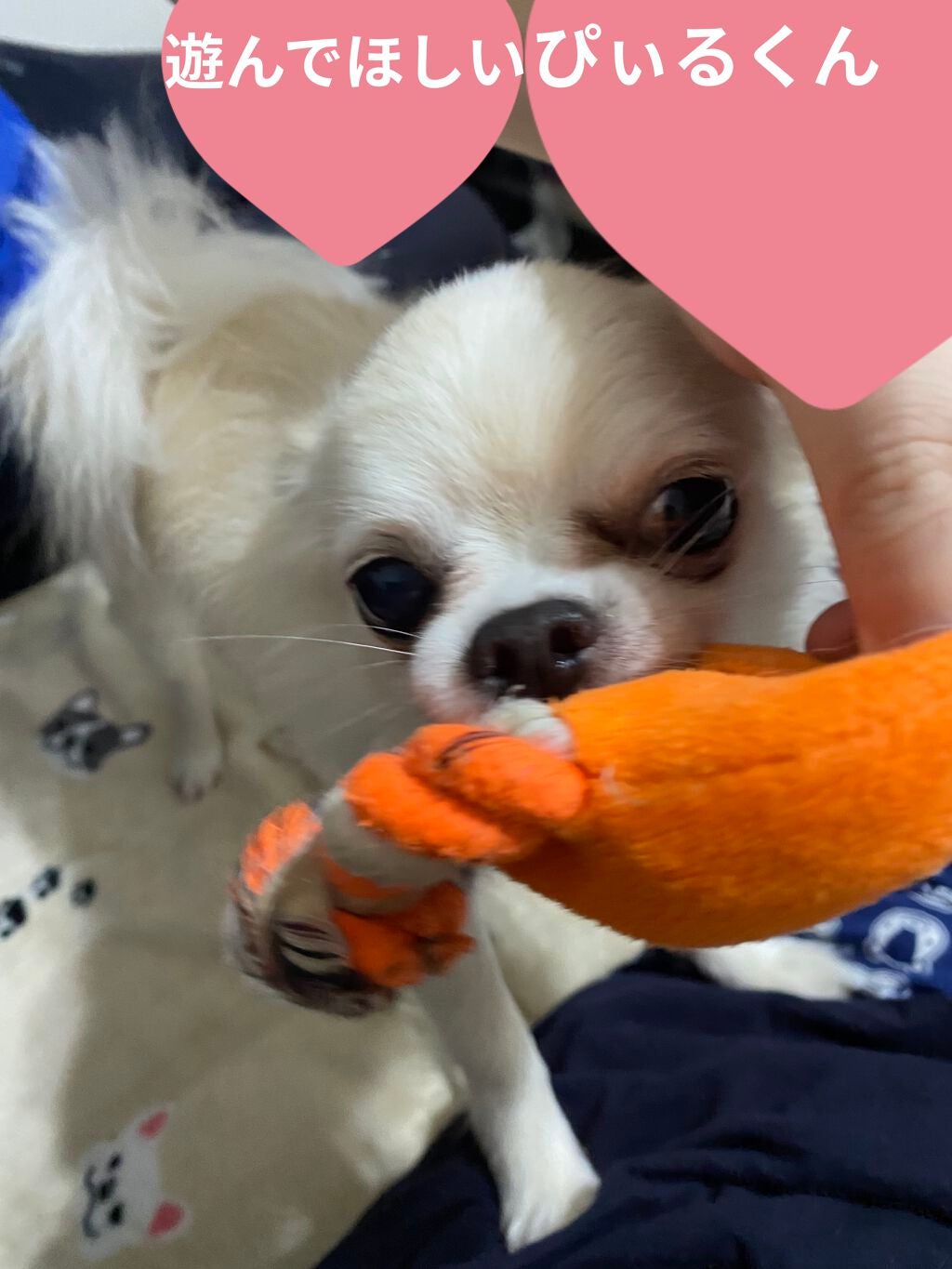 バイタルバランスィングソリューション/V.O.S/美容液を使ったクチコミ(9枚目)