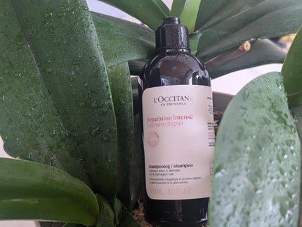インテンシヴリペア シャンプー/コンディショナー/L'OCCITANE/市販シャンプーを使ったクチコミ(4枚目)
