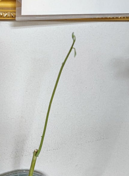 ガラス花瓶/DAISO/その他を使ったクチコミ(1枚目)