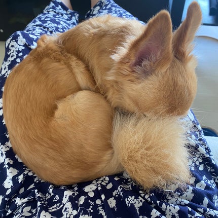 リップカラーシールド/CEZANNE/口紅を使ったクチコミ(7枚目)