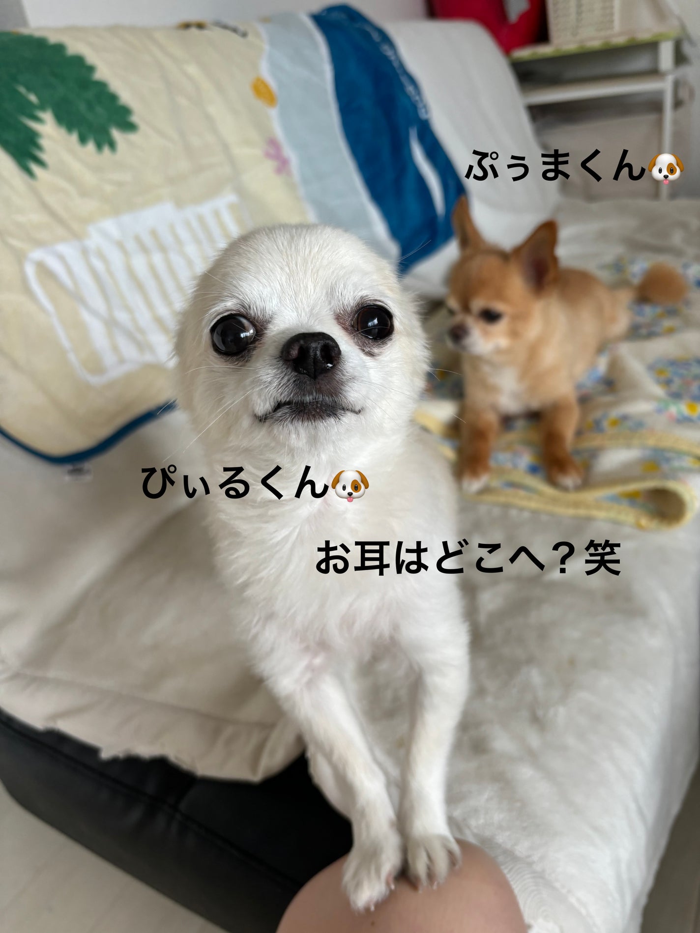 Bakuchiol OilBlend for Dry Skin/Good Molecules/美容液を使ったクチコミ(6枚目)