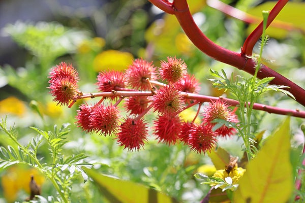 「ひまし油」でシミ予防ができるって本当?使い方やおすすめ商品10選を紹介!の画像