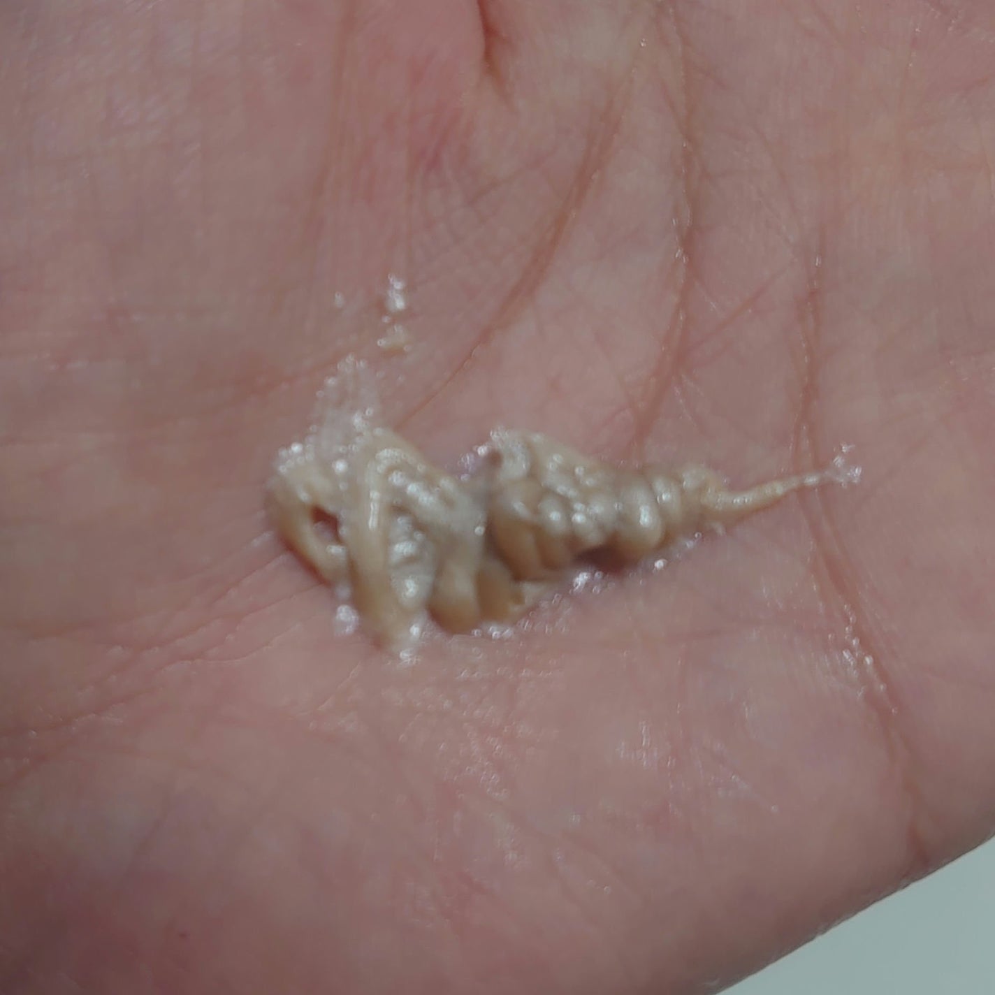 センテラ アンプルフォーム/SKIN1004/洗顔フォームを使ったクチコミ(2枚目)