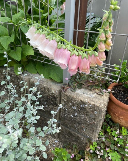 リサ・ラーソン♡クッションファンデマニア on LIPS 「ハイ!可愛いかわいい(*˙˘˙*)ஐなんだろすずらん🤝に見える..」(2枚目)