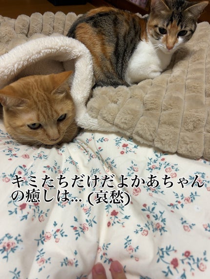 リラクシングマッサージブラシ/エトヴォス/スカルプブラシを使ったクチコミ(3枚目)