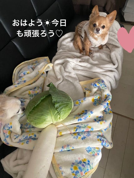 アディクション ザ ブラッシュ ニュアンサー/ADDICTION/パウダーチークを使ったクチコミ(8枚目)