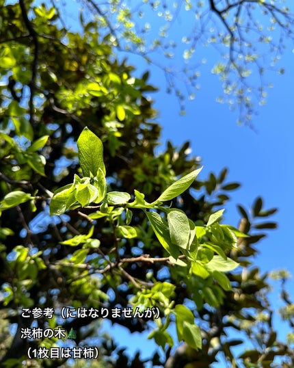 リバランスデオ/Highness/デオドラント・制汗剤を使ったクチコミ(5枚目)