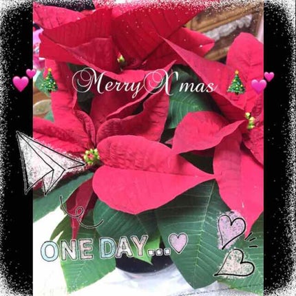 Dermatory モイスチャーライジングニットマスクのクチコミ「💕🎁🎄 MerryX'mas 🎄🎁💕
会社員Aちゃん曰く保湿の神
DERMATORY
モイス.....」(2枚目)