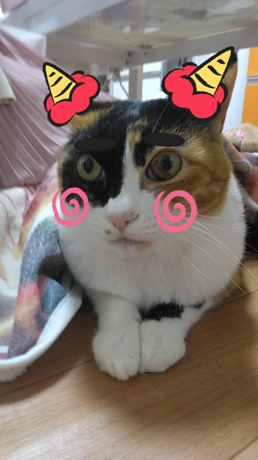 はな on LIPS 「うちの犬猫..」(6枚目)