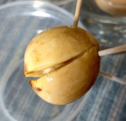 ガラス花瓶/DAISO/その他を使ったクチコミ(2枚目)