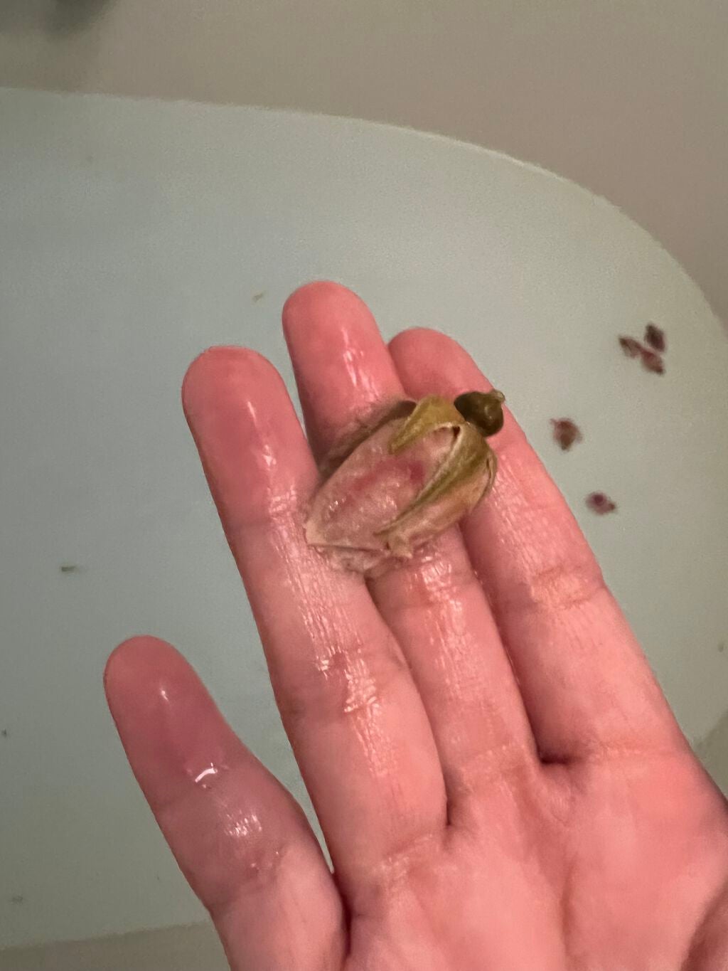 ティスティー トスティー/ラッシュ/炭酸系入浴剤を使ったクチコミ(3枚目)