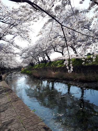 桜みに行ってきましたー🌸🌸🌸🌸
なんか今年早くない？始業式には散ってる？雨降ったらおわるなーって思いながらチョット見てた