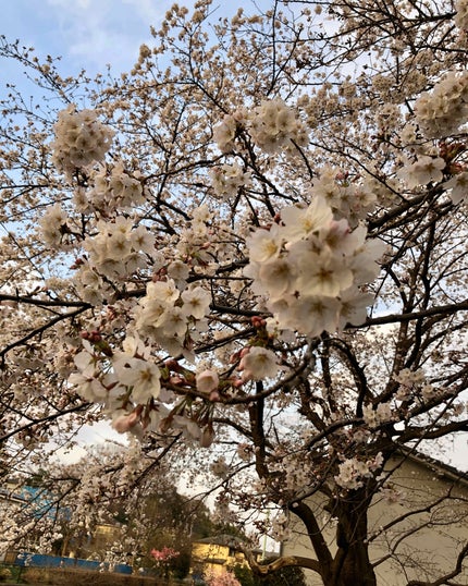 せいあや on LIPS 「家の前の桜が満開です。🌸こんばんは😃春っぽいメイクしよう!と思..」(4枚目)