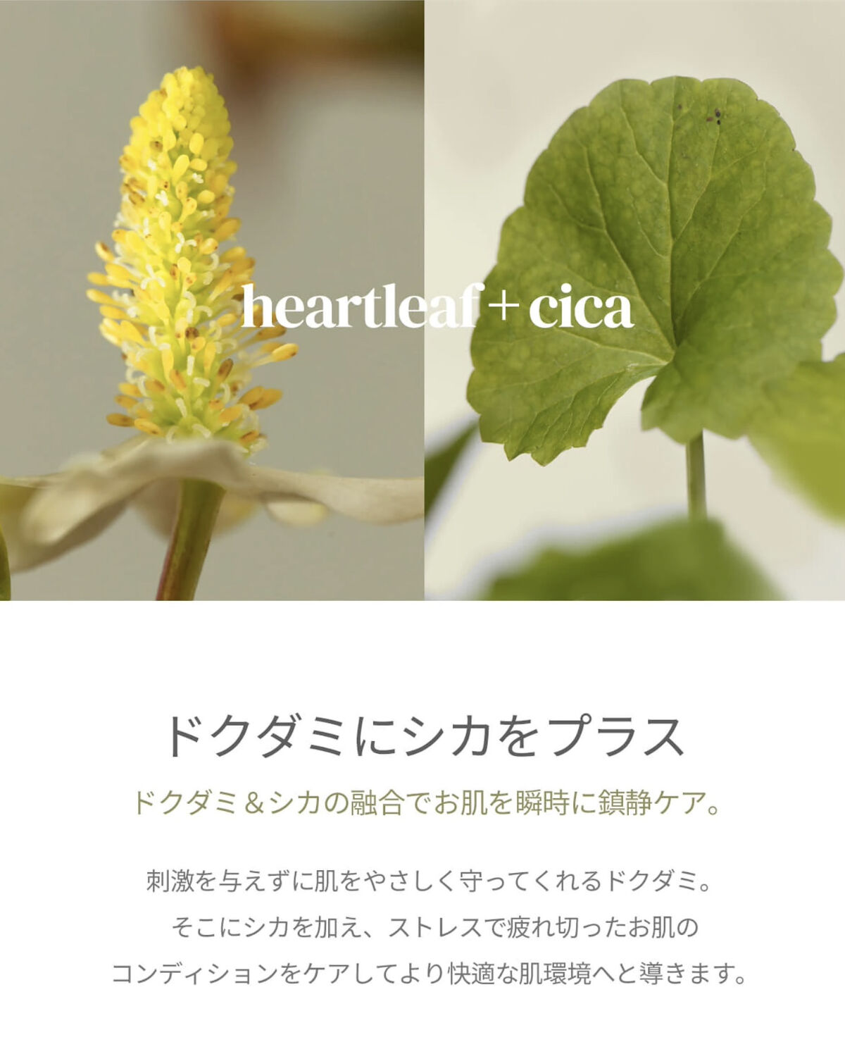 アワー ヴィーガン ドクダミ 98 セラム/manyo/美容液を使ったクチコミ（3枚目）