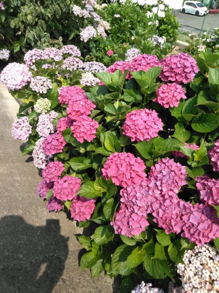 サンリオネイル/DAISO/マニキュアを使ったクチコミ(3枚目)