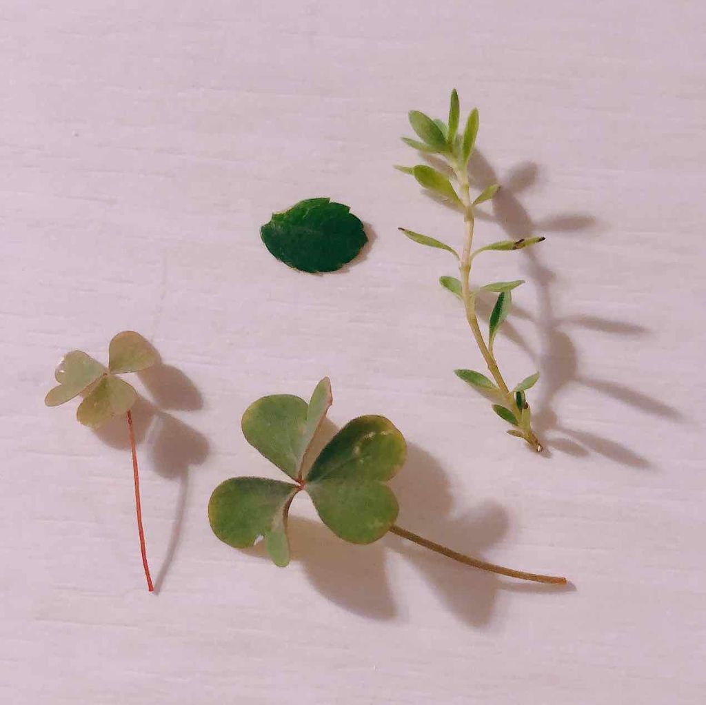 ウィンマックス ラブエンゼルネイルカラー/DAISO/マニキュアを使ったクチコミ（3枚目）