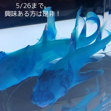 アイカラーパレット/heme/アイシャドウパレットを使ったクチコミ(10枚目)