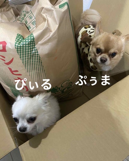 ハトムギ化粧水(ナチュリエ スキンコンディショナー R )/ナチュリエ/化粧水を使ったクチコミ(9枚目)