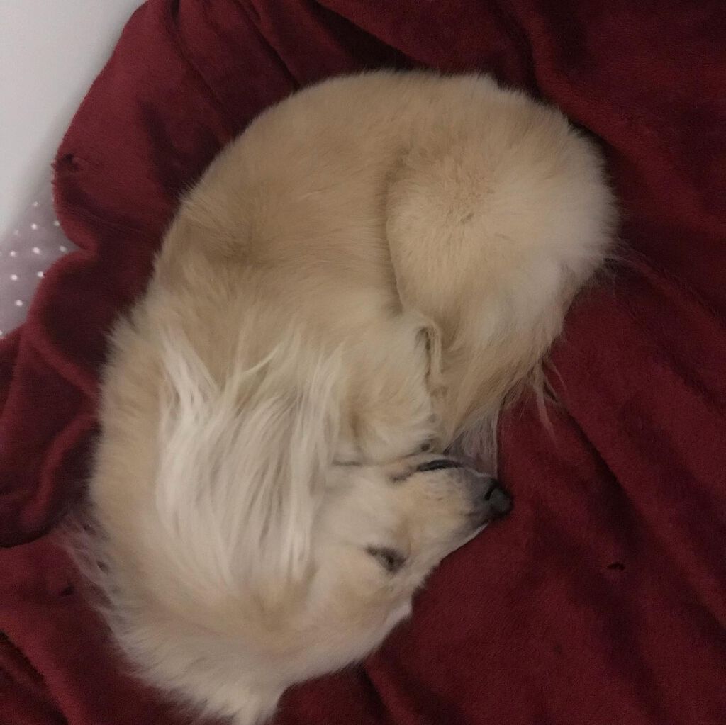 榎本みか on LIPS 「本日はトリミング😉みんなトリミング疲れたから帰って来たら爆睡😪..」(9枚目)