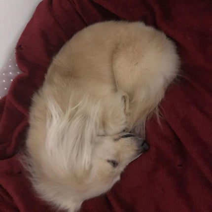 榎本みか on LIPS 「本日はトリミング😉みんなトリミング疲れたから帰って来たら爆睡😪..」(9枚目)