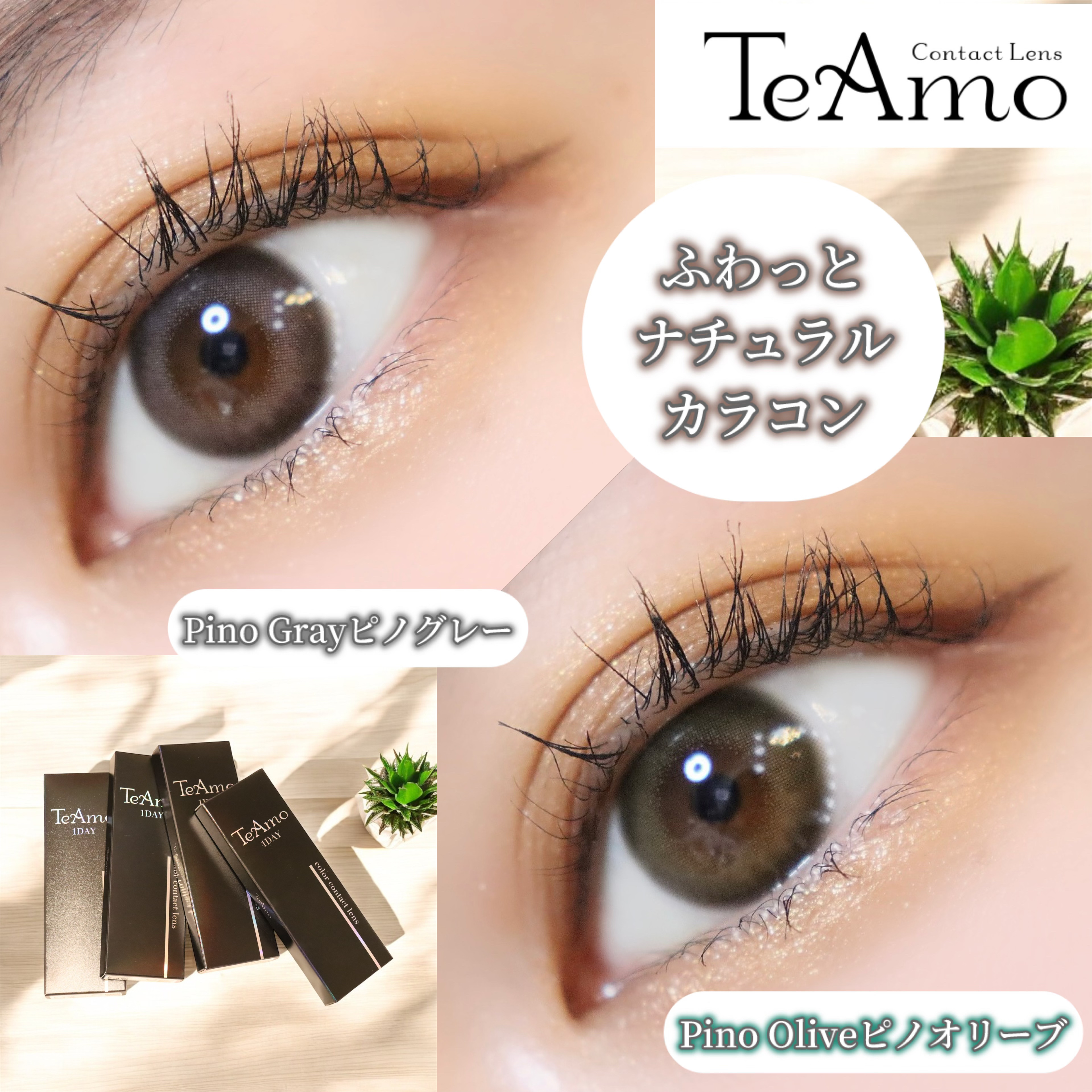 TeAmo 1DAY ピノ オリーブ/TeAmo/ワンデー（１DAY）カラコンを使ったクチコミ（1枚目）