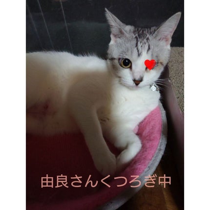 ジェルネイル トップコート/LOUJENE/ジェルネイルを使ったクチコミ(2枚目)