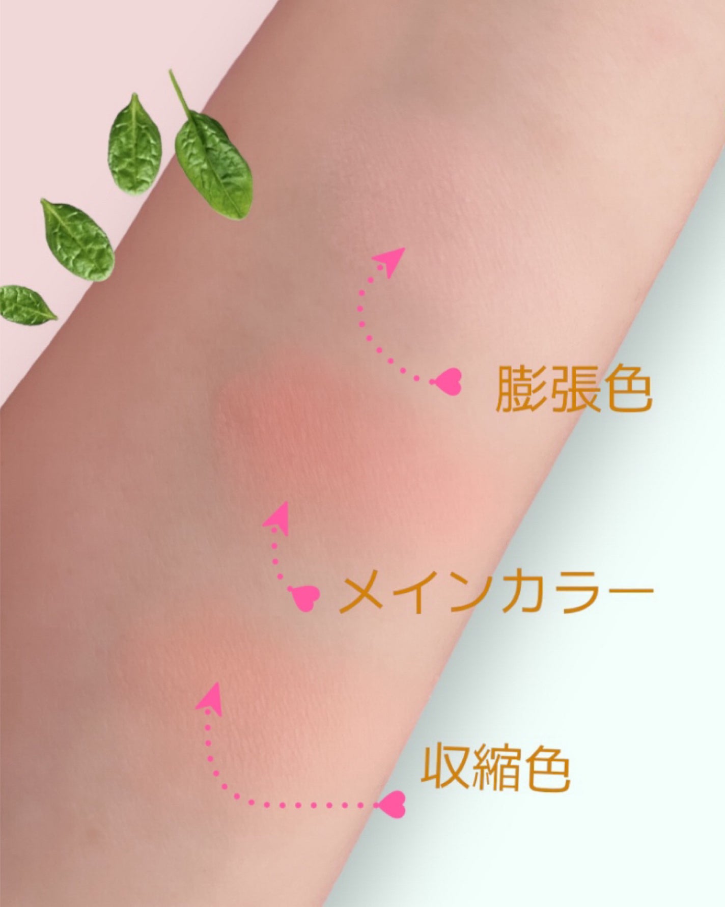 TIMAGE 3色チークパレット/TIMAGE/パウダーチークを使ったクチコミ(5枚目)