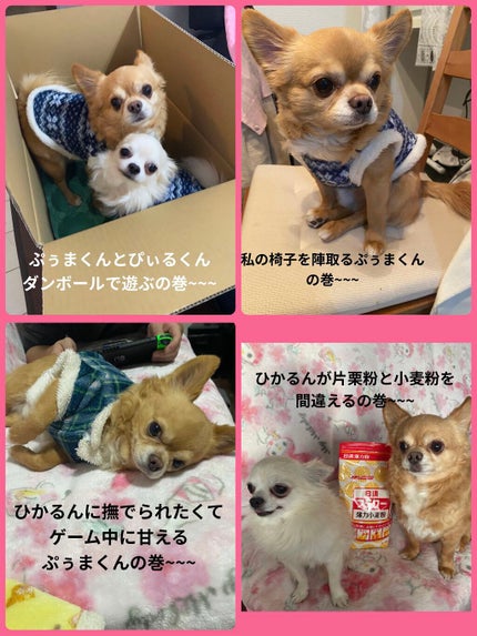 ぷぅぴぃ《紫コス部💜💗》 on LIPS 「2022年1月25日愛すべき家族✨ぷぅまくんHappybirt..」(10枚目)