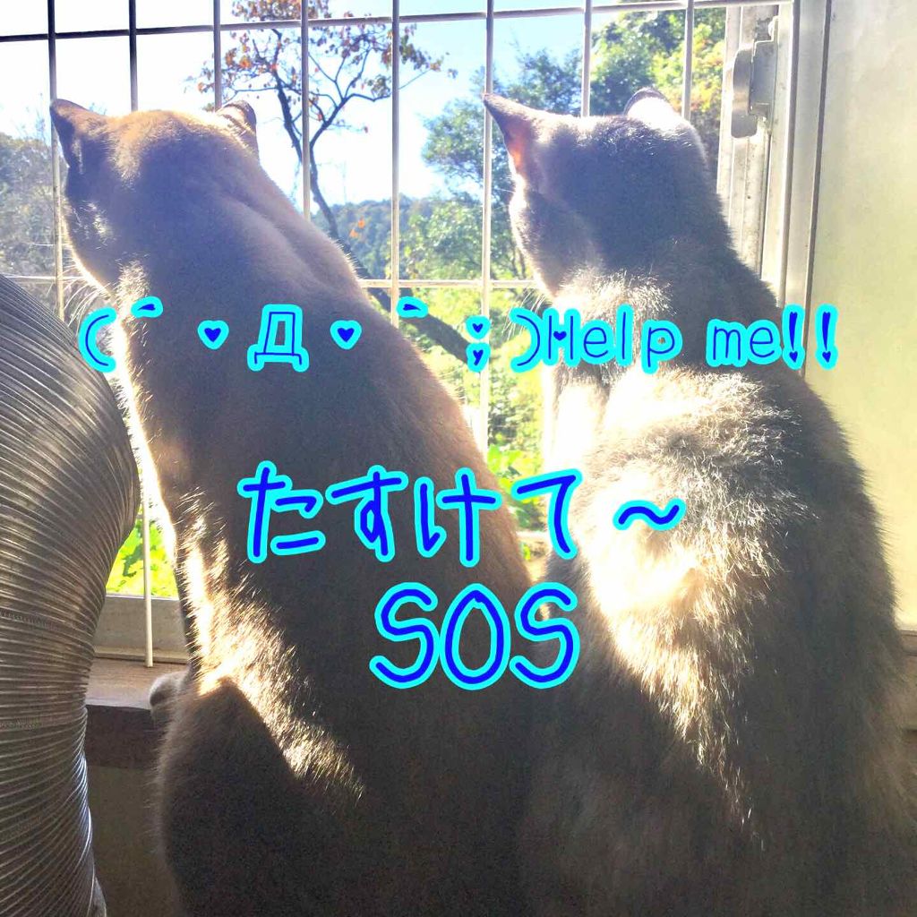 みるくてぃー🍼🍵 on LIPS 「おはようございます!!こんにちは!!こんばんは!!みるくてぃー..」(1枚目)