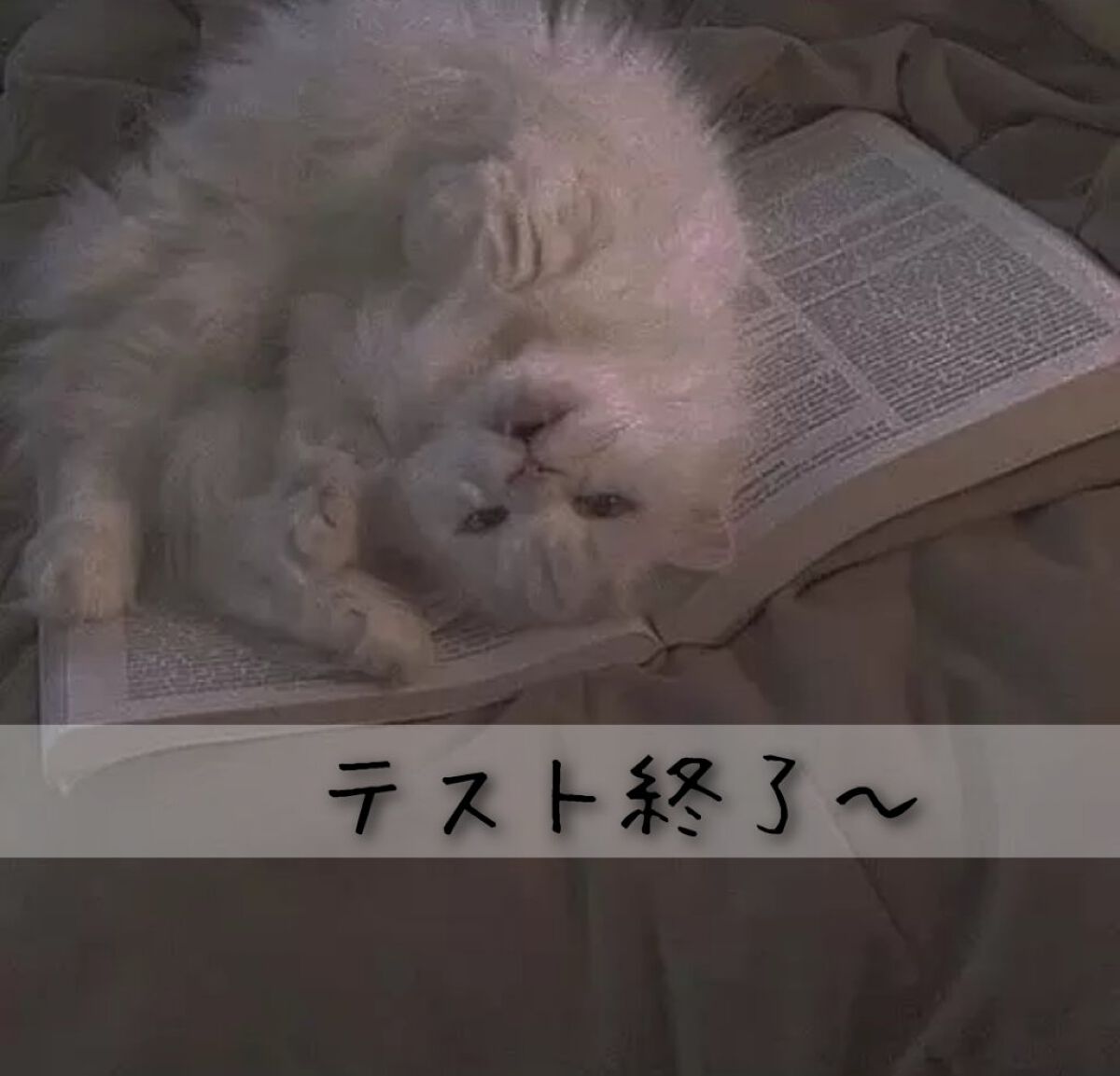 プロ アイパレット ミニ/CLIO/アイシャドウパレットを使ったクチコミ(1枚目)