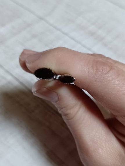 アイシャドウブラシセット/ロージーローザ/メイクブラシを使ったクチコミ(5枚目)